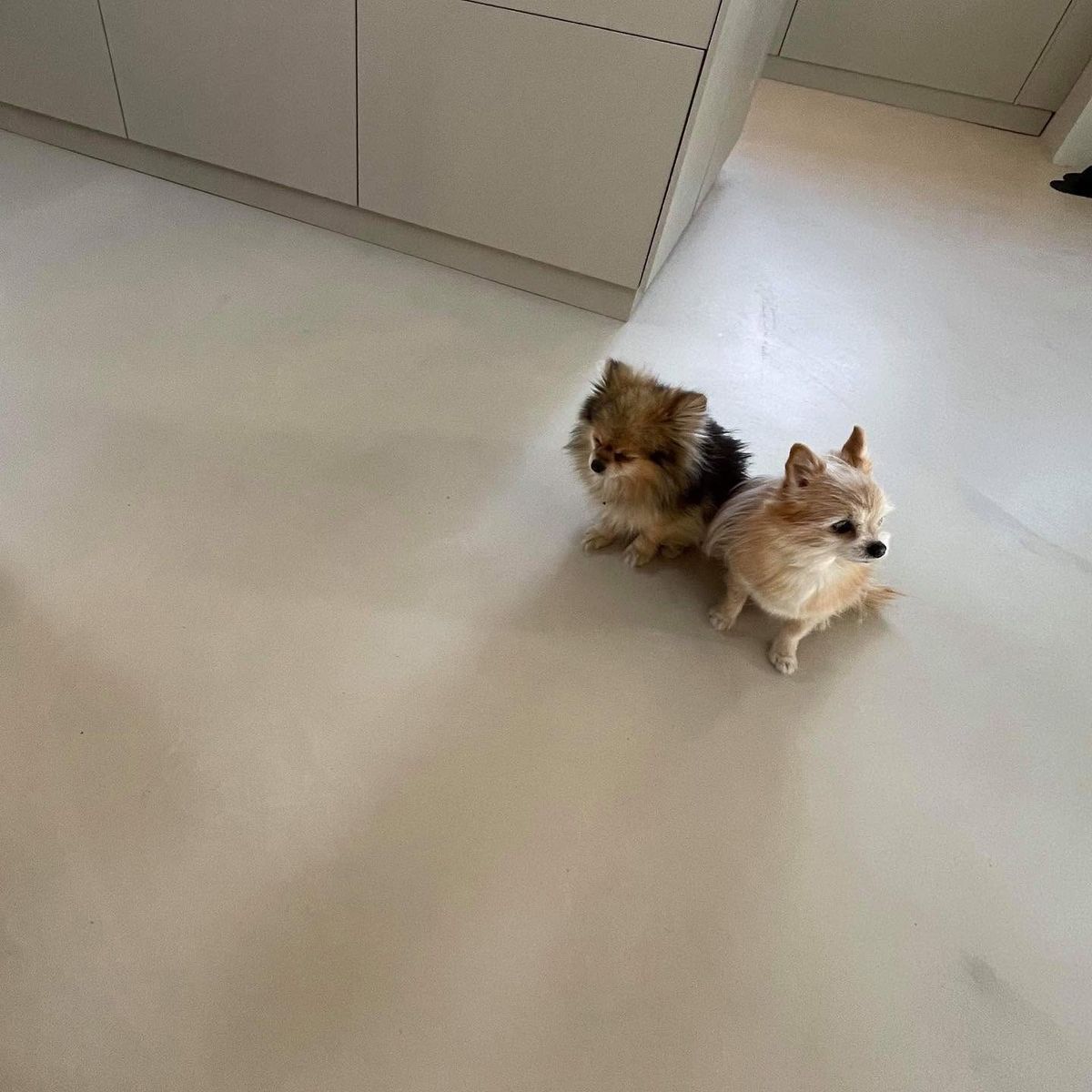 Hverdagsgulv med hund